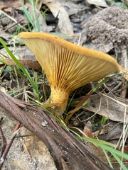 Austropaxillus muelleri