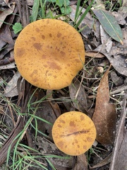 Austropaxillus muelleri