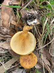 Austropaxillus muelleri