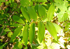 Polygonatum multiflorum