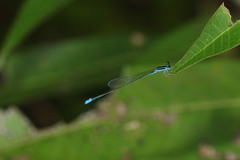 Aciagrion occidentale