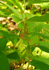 Polygonatum multiflorum