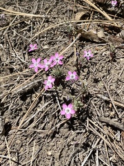 Gilia leptantha purpusii
