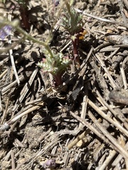 Gilia leptantha purpusii
