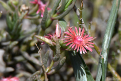 Delosperma versicolor