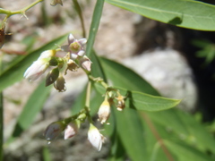 Apocynum × floribundum