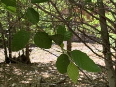 Alnus oblongifolia