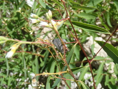 Apocynum × floribundum