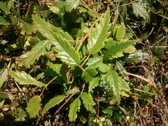 Rubus schmidelioides schmidelioides