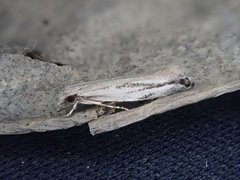Erechthias chasmatias