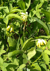 Primula veris