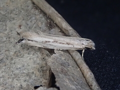 Erechthias chasmatias