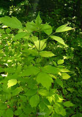 Acer negundo