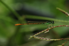 Agriocnemis keralensis