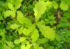 Quercus robur