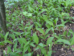 Convallaria majalis