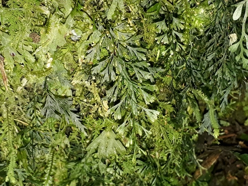 Polyphlebium colensoi