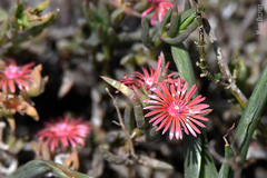 Delosperma versicolor
