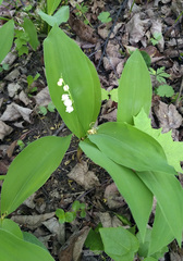 Convallaria majalis