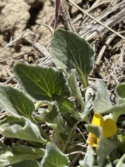 Viola purpurea aurea