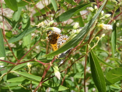 Apocynum × floribundum