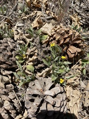 Viola purpurea aurea