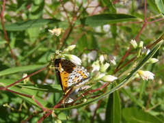 Apocynum × floribundum