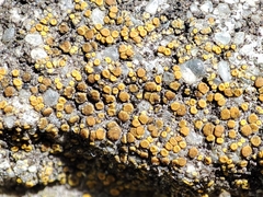 Xanthocarpia crenulatella