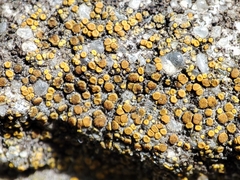 Xanthocarpia crenulatella