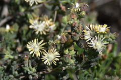 Delosperma testaceum