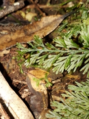 Trichomanes strictum