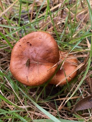Cortinarius abnormis