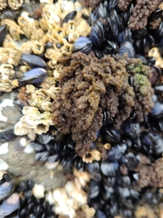 Callithamnion pikeanum