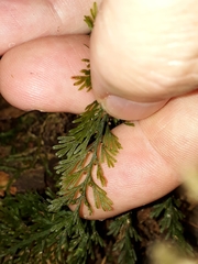 Trichomanes strictum