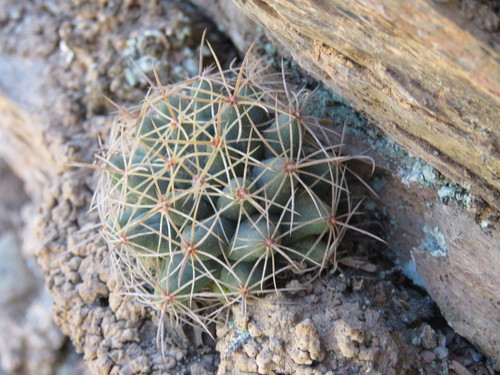 Mammillaria longimamma