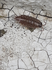 Philoscia muscorum