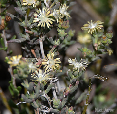 Delosperma testaceum