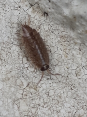 Philoscia muscorum