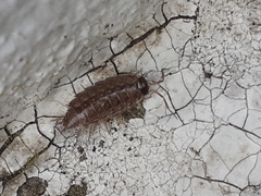 Philoscia muscorum