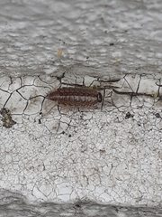 Philoscia muscorum