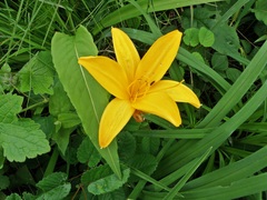Hemerocallis middendorffii