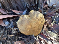 Phylloporus clelandii