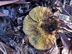 Phylloporus clelandii