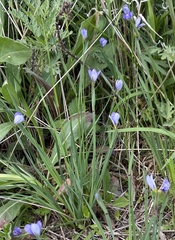 Sisyrinchium septentrionale