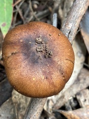 Cortinarius clelandii