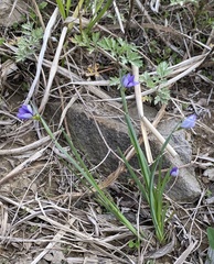 Sisyrinchium septentrionale