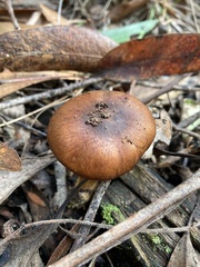 Cortinarius clelandii