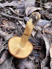 Cortinarius clelandii
