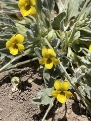 Viola purpurea aurea