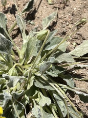 Viola purpurea aurea